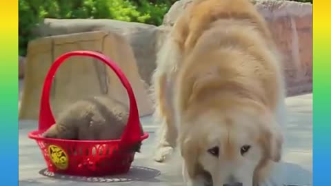 Smart Dogs 🆚 funny Dogs 🐕 || 2021