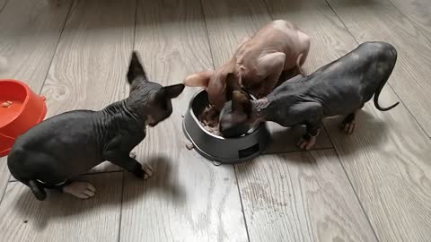 Kittens of breed the Canadian Sphynx greedily eat meat