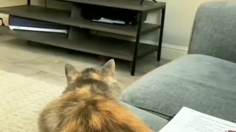 Funny cat hit hard on TV to catch the parrot🤣😍