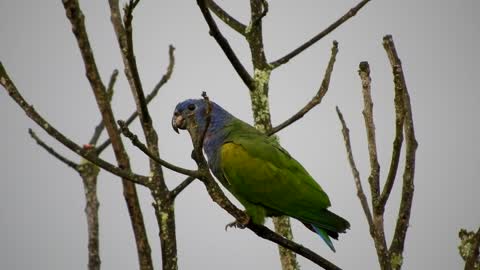 Natural Parrot