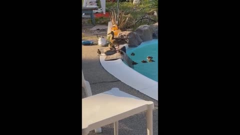 Funny animal videos 🤣🤣🤣