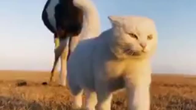 Cute Cat Take Horse For A Walk