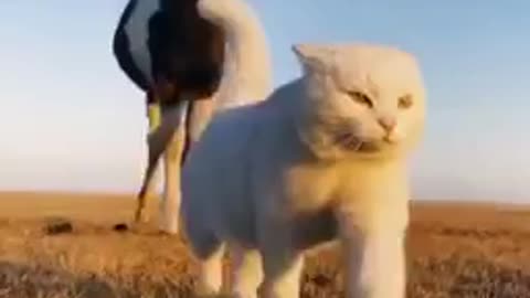 Cute Cat Take Horse For A Walk