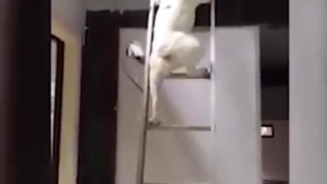 Dog Climbing A Ladder