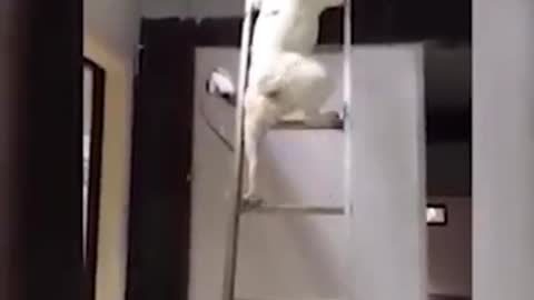 Dog Climbing A Ladder