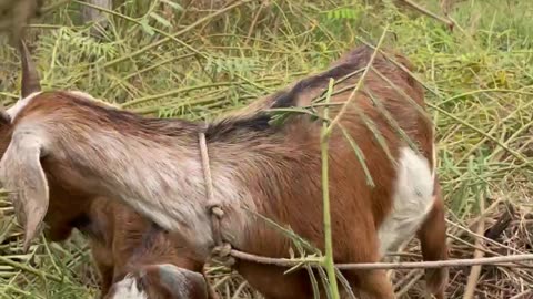 love and beautiful goat, so cute3