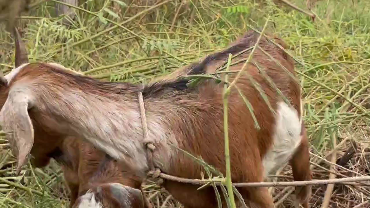 love and beautiful goat, so cute3