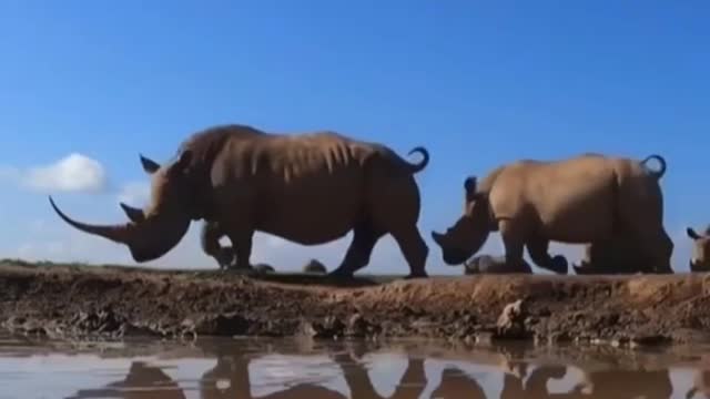 Rhino Animals4World