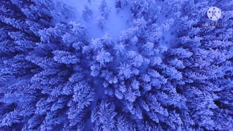 High pine trees in winter And the snow fills it.