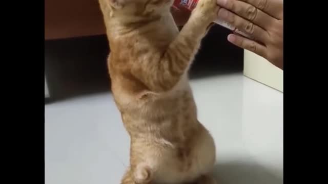 😹 You Definitely Laugh, Trust me 😱 - Funniest Cats Expression Video 😇 - Funny Cats Life