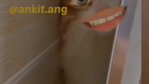 Babie fanie cat videos ....in sort videos