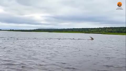 Antelope Escapes Crocodile