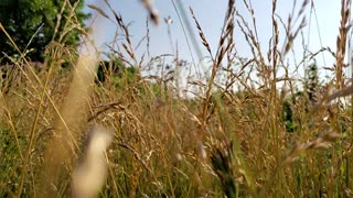 Through the wheat.