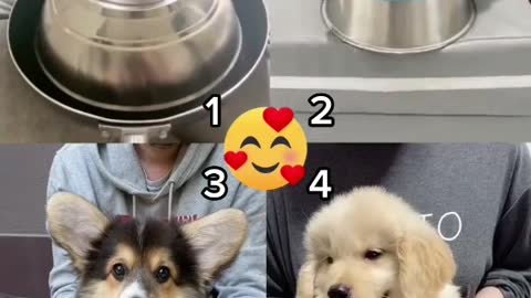 Cute pet debut plan