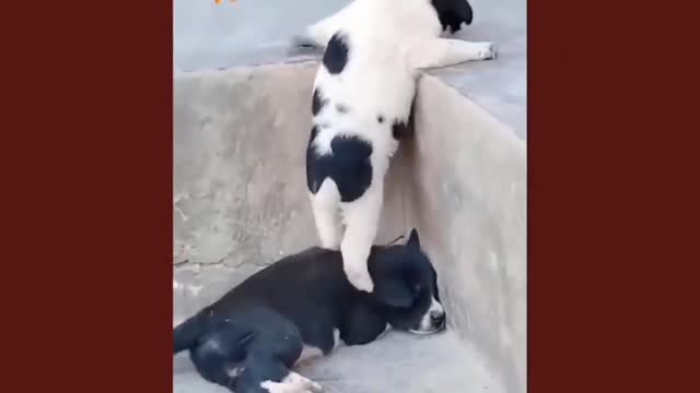 Little brothers come out of the pit funny dog