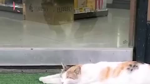 The cat sleeping in front of the mart.