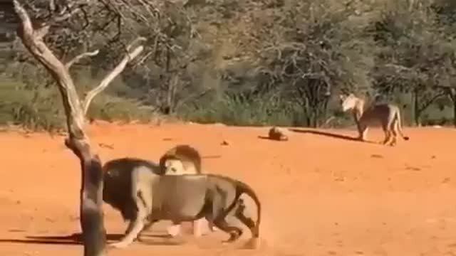 lions fighting for territory