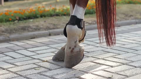 hooves of a horse on the sidewalk. close-up