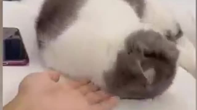 Affrodable cat video / cute cat video