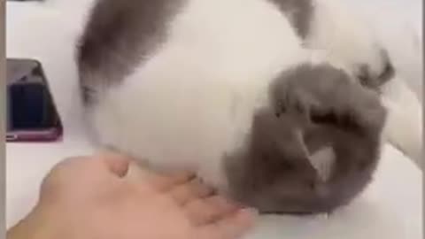 Affrodable cat video / cute cat video