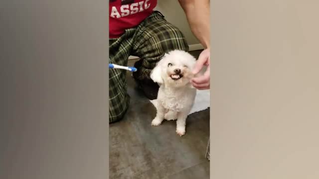 Funny Dog Videos Compilation
