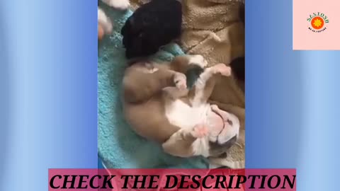 Rumble/cute dog drama,new viral video,cute animal