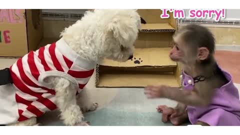 cutest and funniest monkey