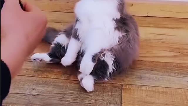 [Funny Collection] Season 5, specializing in unhappy big lazy cats!