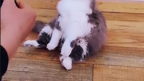 [Funny Collection] Season 5, specializing in unhappy big lazy cats!