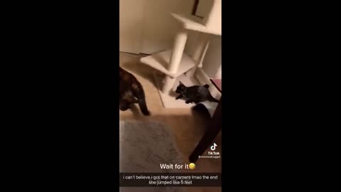 17 minutes of funny cat videos