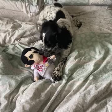 Dog steals Elvis toy