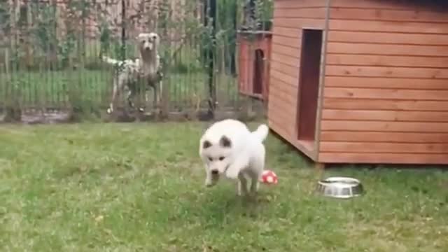 White dog catching ball in slomo outside