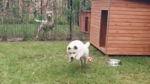 White dog catching ball in slomo outside