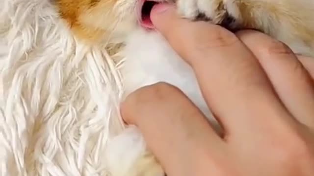 OMG 😮😮 So Funny Cute Cat Compilation #6