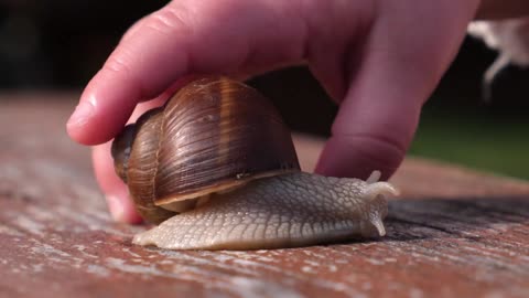 curious baby hand taking garden snail closeup