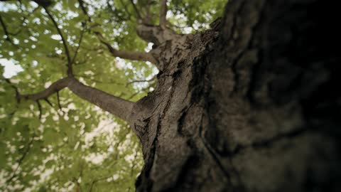 A Close-up Shot Of A Tree Bark