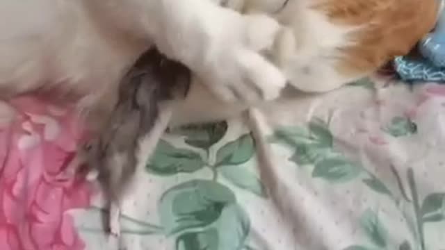 Cats with mice can also be friends