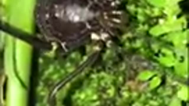 AQUI NO CANAL VOCÊ VAI VER ESSES ANIMAIS