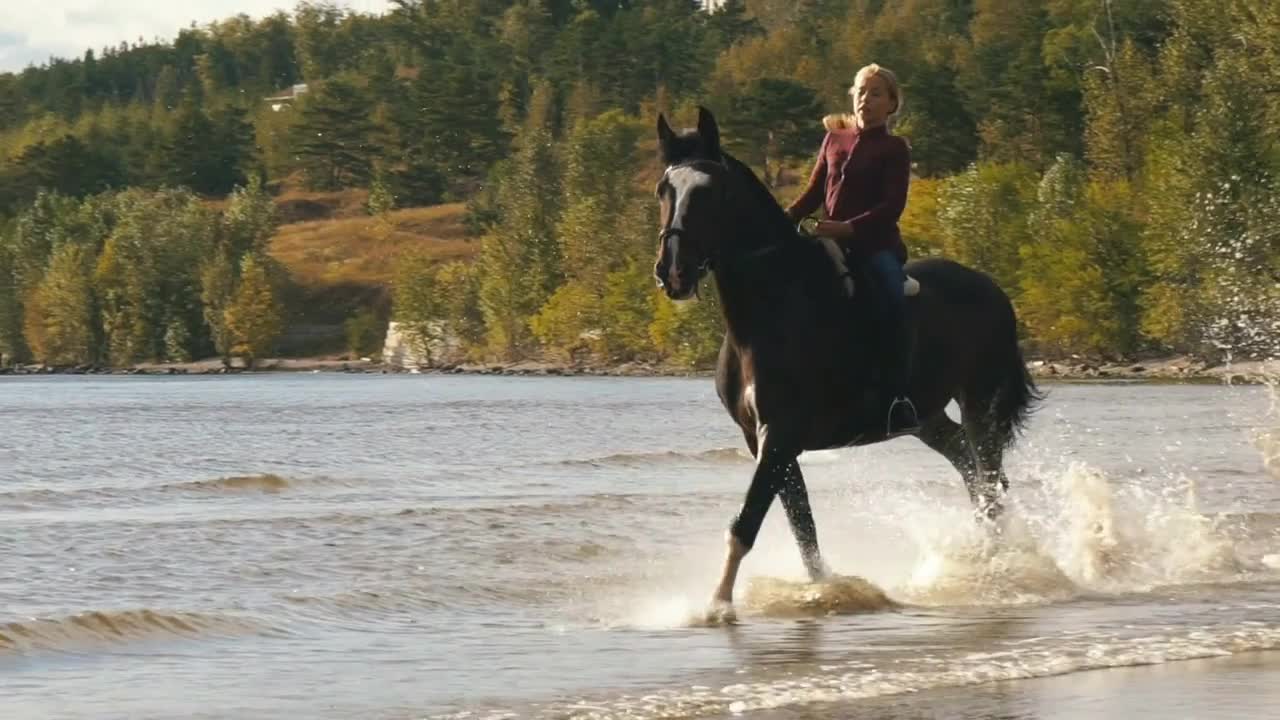 Galloping horse with a female rider on a beach at the waters edge on a sunny day