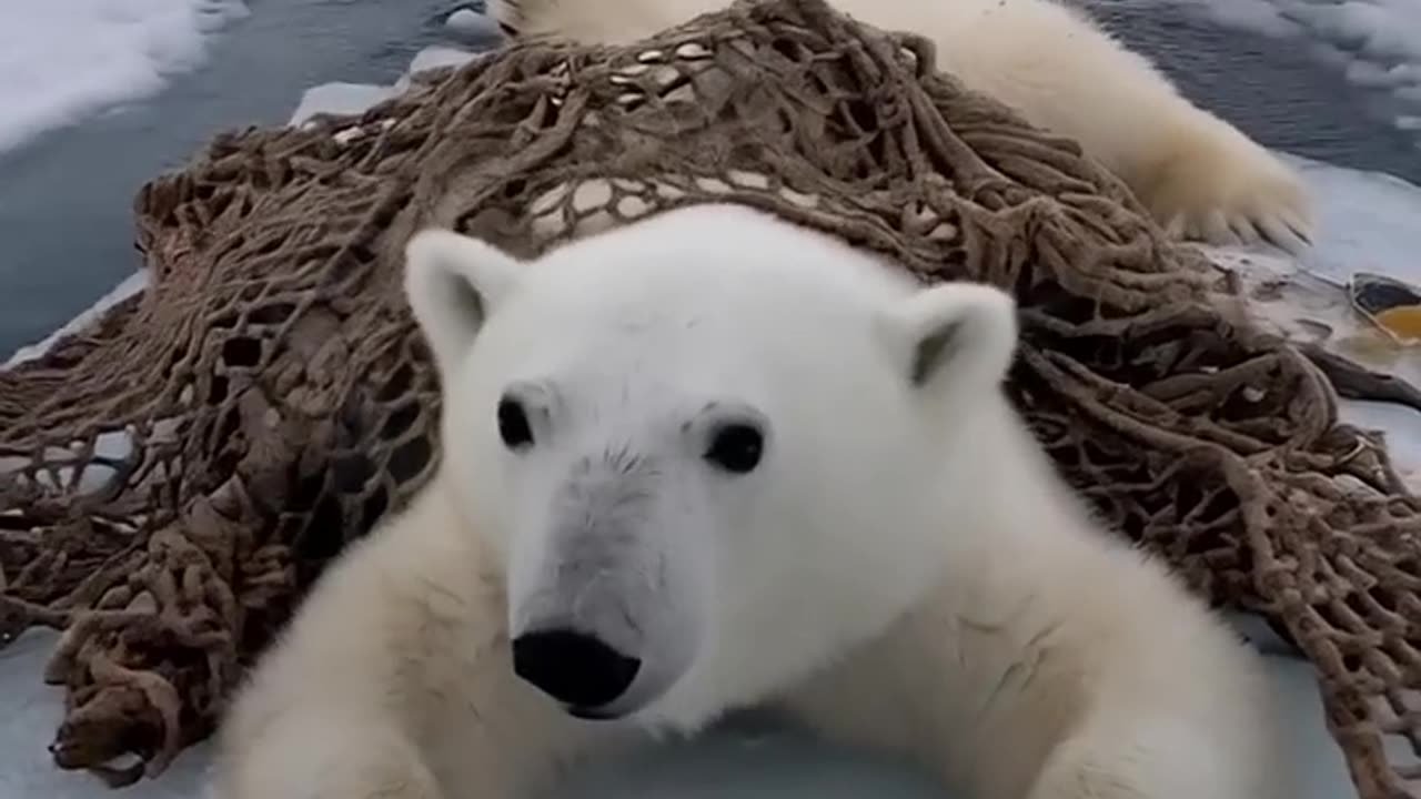 Volunteers heroically saved a polar bear trapped in a deadly net, giving it a second chance