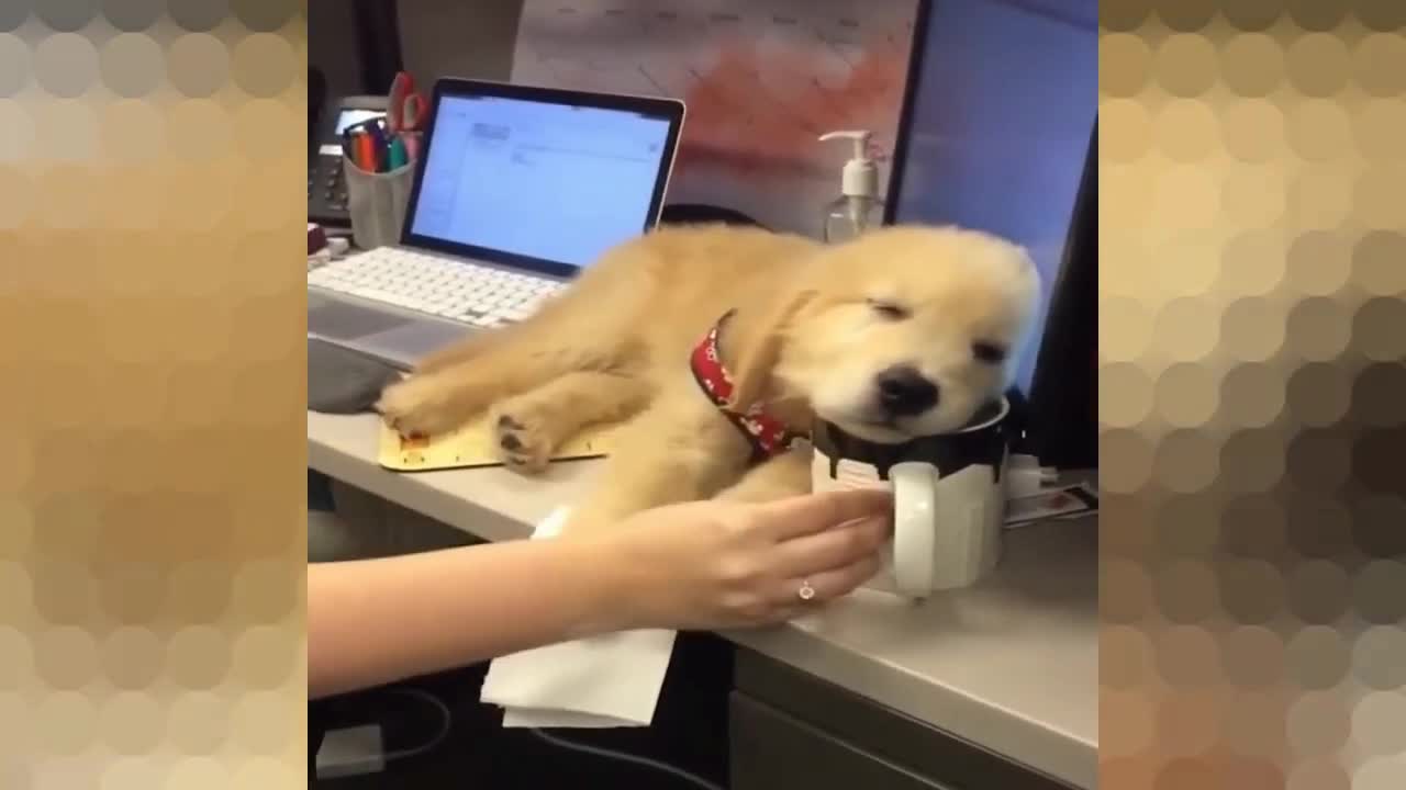 Puppy falls asleep at work