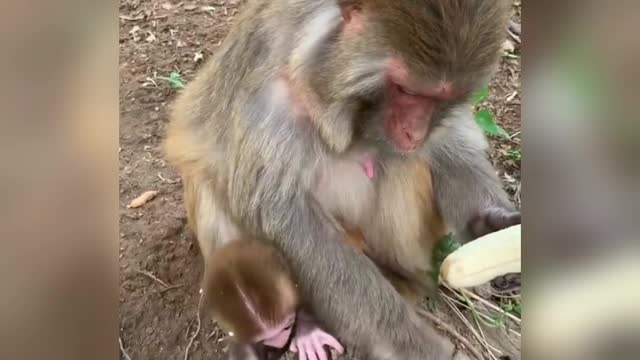 Very demanding monkey mom when peeling her banana