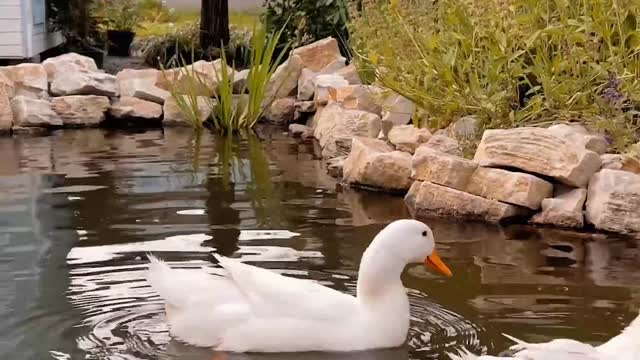 Beautiful ducks swimming 🦆
