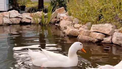 Beautiful ducks swimming 🦆