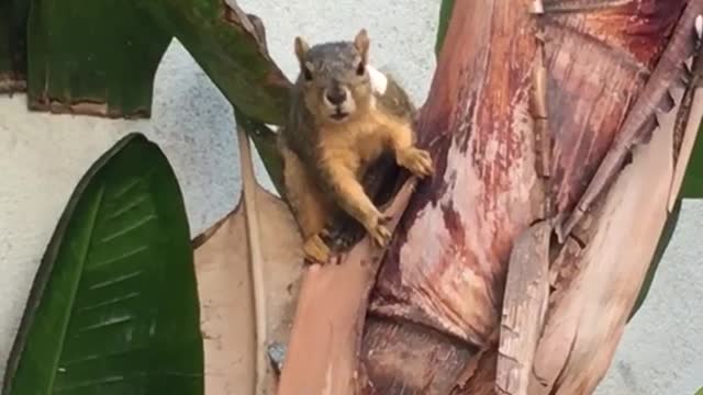 Brown squirrel on tree making weird noises