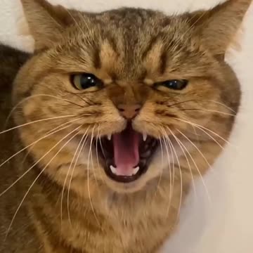 Kittecat Video and Cute Cat Video