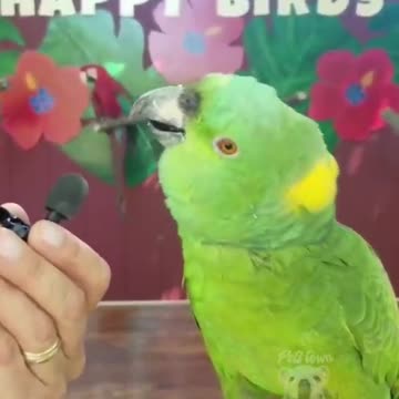 Parrot imitates very funny dog sound