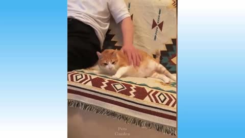 Funniest Pets 😹 Don't try to hold back Laughter 🤣🤣 #5Catanddogsvideos