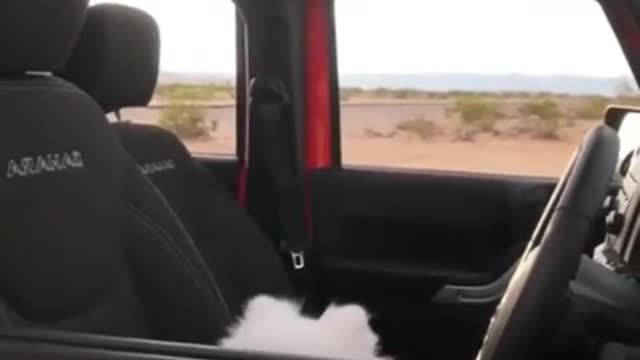 Cute Doggy Driving