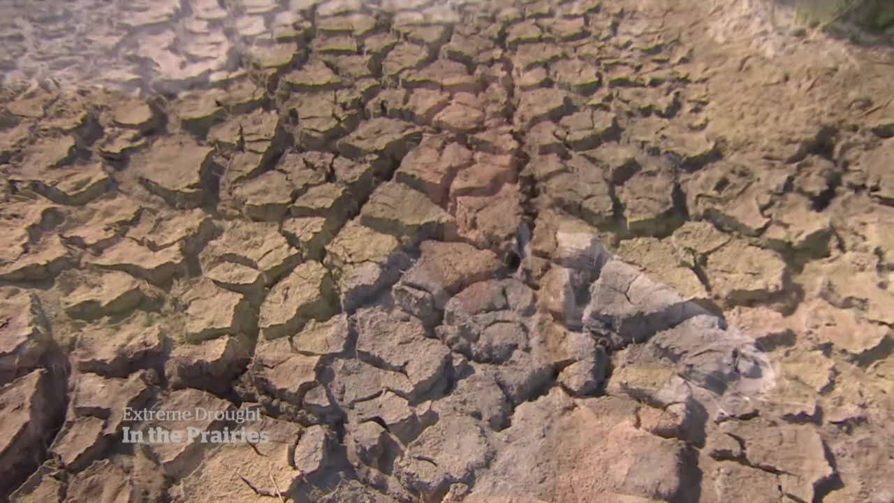 Drought leaves Saskatchewan farmers struggling mentally and financially